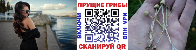 ссылка на мегу вход  Приморско-Ахтарск  Галлюциногенные грибы мицелий 