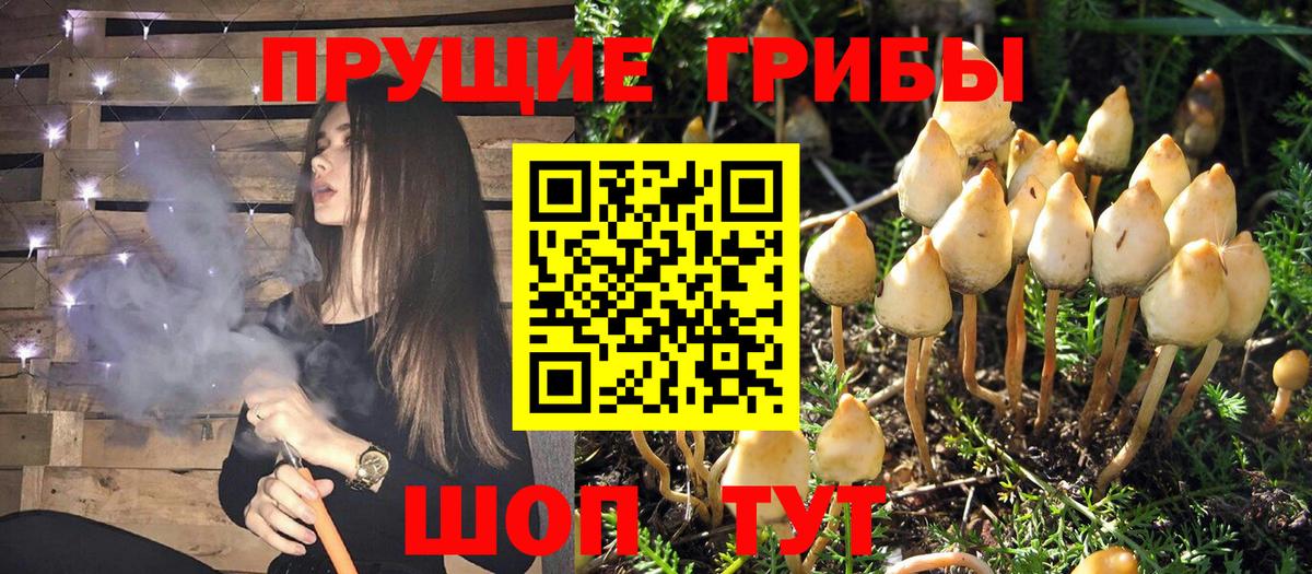 Псилоцибиновые грибы Psilocybe  купить   Приморско-Ахтарск  Вход с VPN 